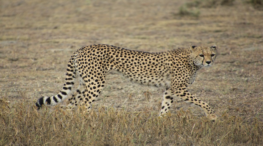 5 days budget camping safari